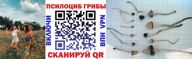 купить наркоту Елизово блэк спрут как зайти Псилоцибиновые грибы Magic Shrooms